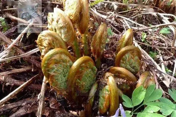 老牛广与粗茎鳞毛蕨主要区别为:老牛广嫩苗上生有锈褐色纤细的茸毛;粗