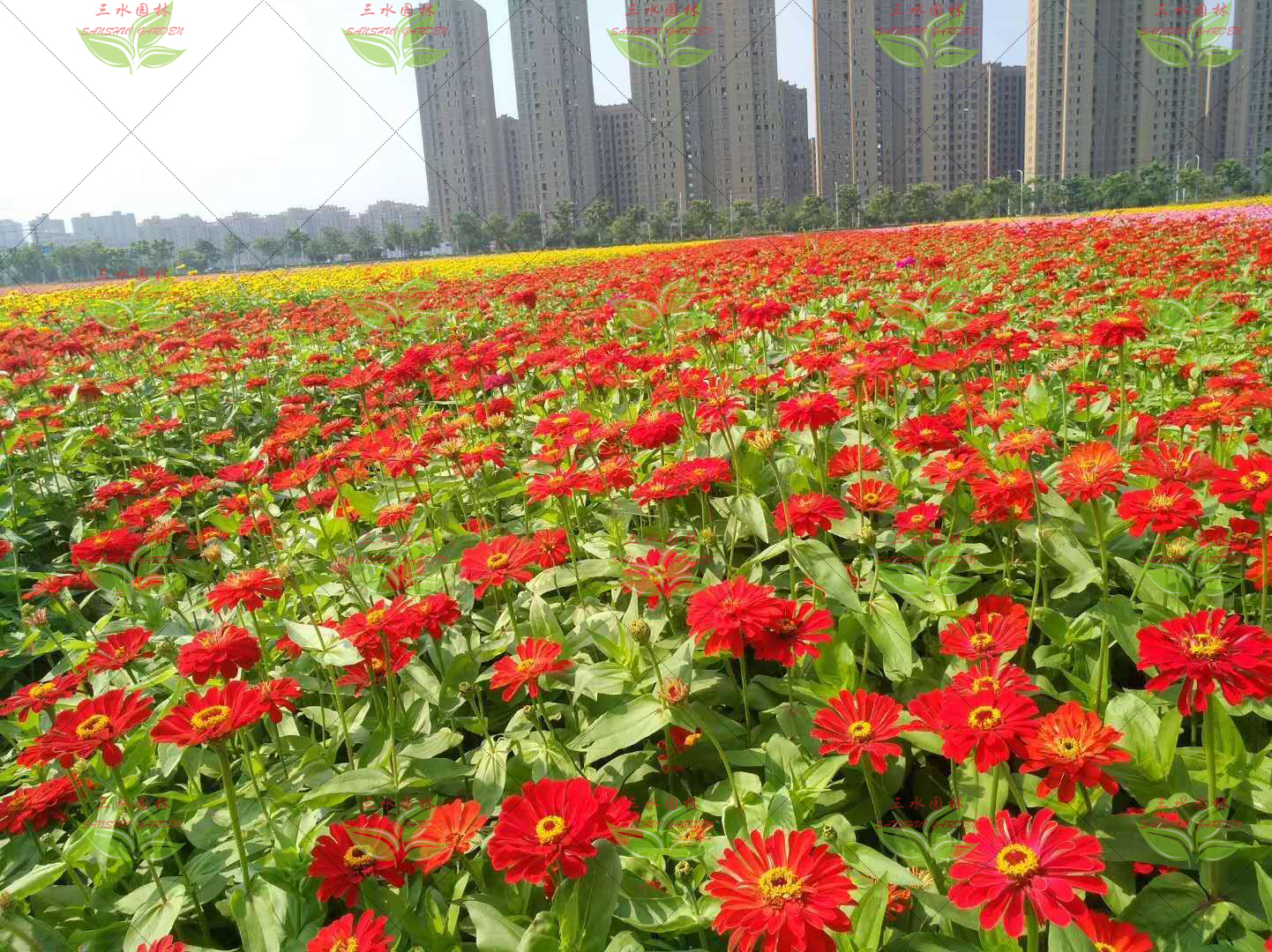 百日草种植方法和时间(波斯菊种子的种植方法和时间)