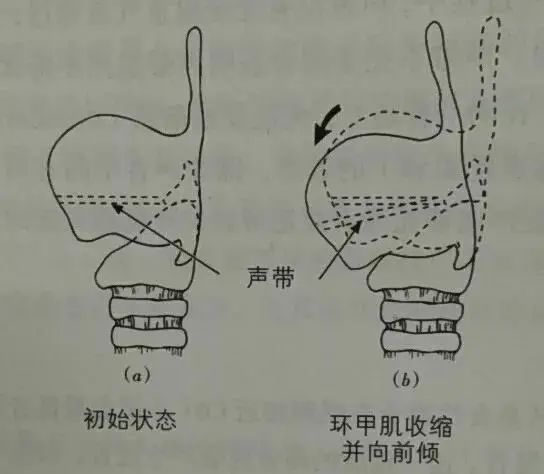 在头腔或是轻快的发声机制下,声带则更被动一些,而其他肌肉(环甲肌)更