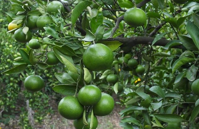 在街上经常看到有人卖绿皮柑橘,这样的柑橘成熟了没?吃了才知道