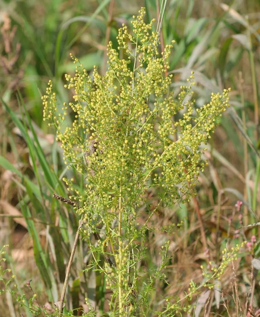 青蒿素抗疫病先锋战士