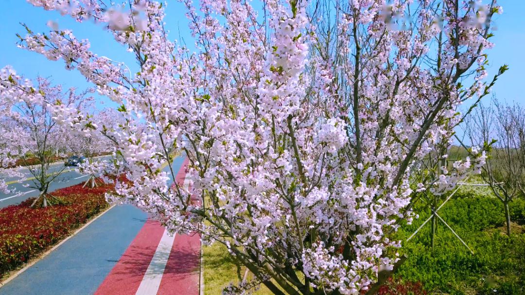 【最美经区】樱情旖旎, 缤纷浪漫逐人舞~_樱花