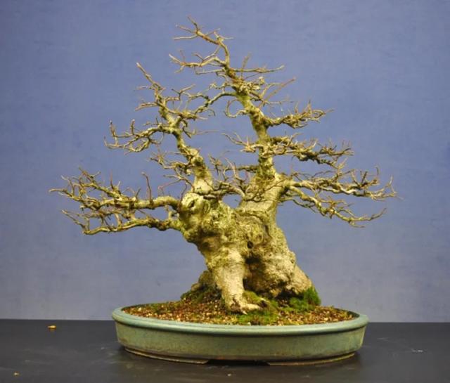 浅谈颐和园鹅耳枥盆景创作技法和养护特点