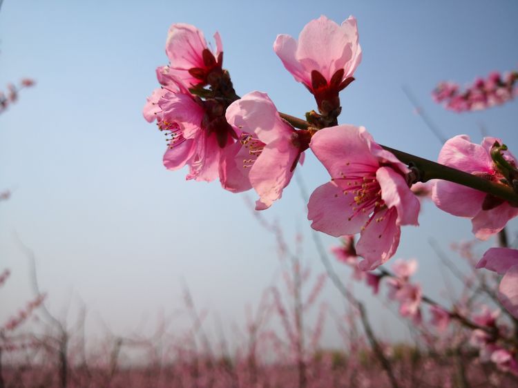 原创贪得美景不思归桃花十里伴君醉诗六首