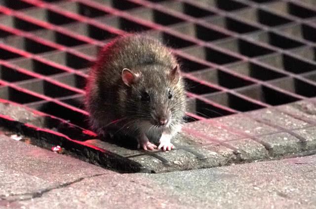 美国疫情下老鼠饿疯了吃幼鼠残杀同类冲进居民家