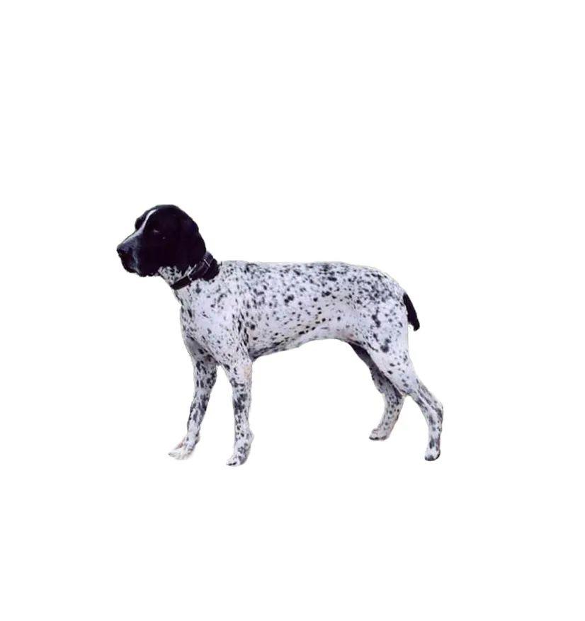 大蓝加斯科涅猎犬贝林登梗斗牛獒犬法国波尔多犬多伯曼犬法国狼犬