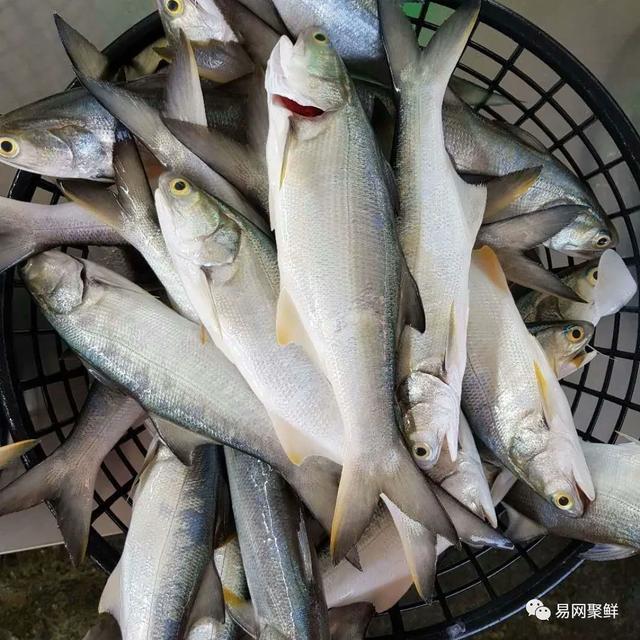 午鱼图片 来自搜狐网