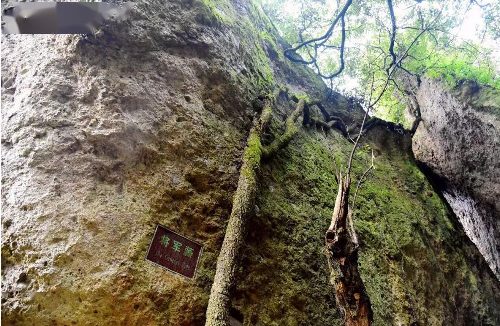 政和松溪:70元/人周末发团加10元/人01源丰酒庄简介源丰葡萄酒庄园,是