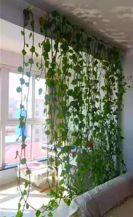 春天在窗台养几样植物窗帘夏天遮阳又清爽