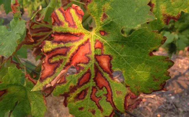 原创葡萄感染溃疡病后什么症状种植户可以这样来防治