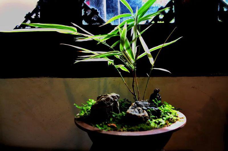 家有雅室,养一盆竹盆景