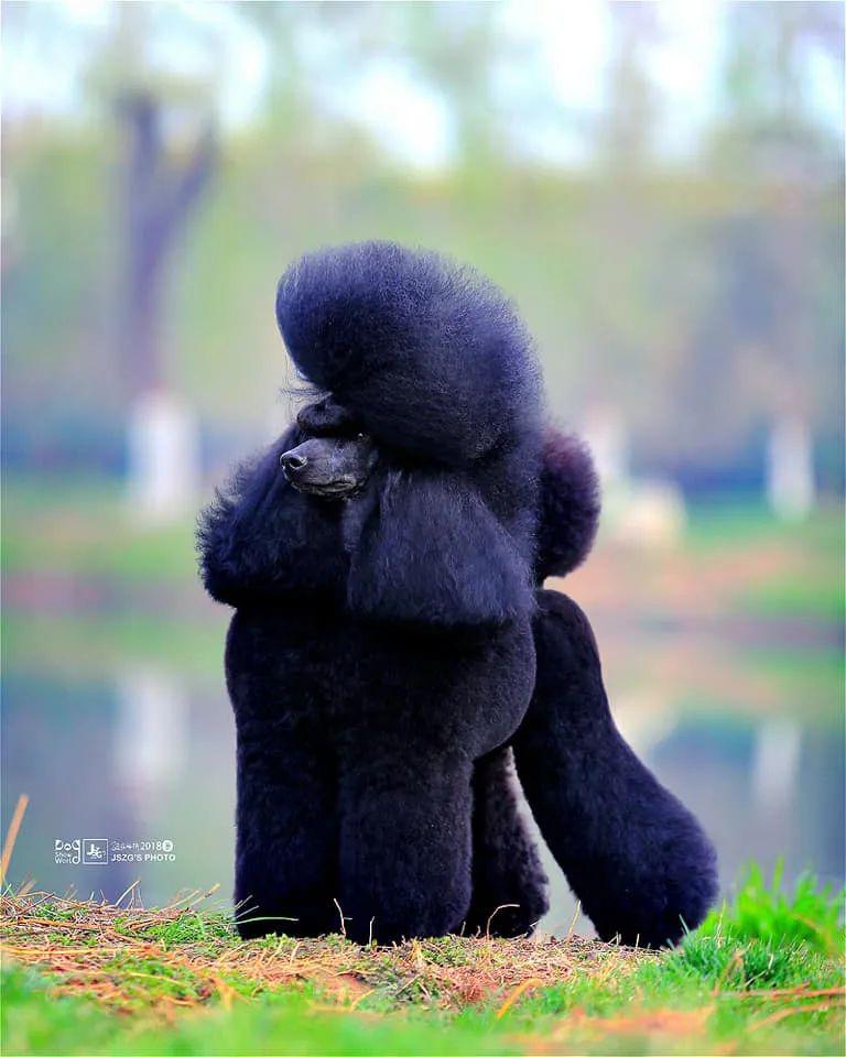 较为流行的除了泰迪装,还有puppy装,幼狮装,欧陆装等等.