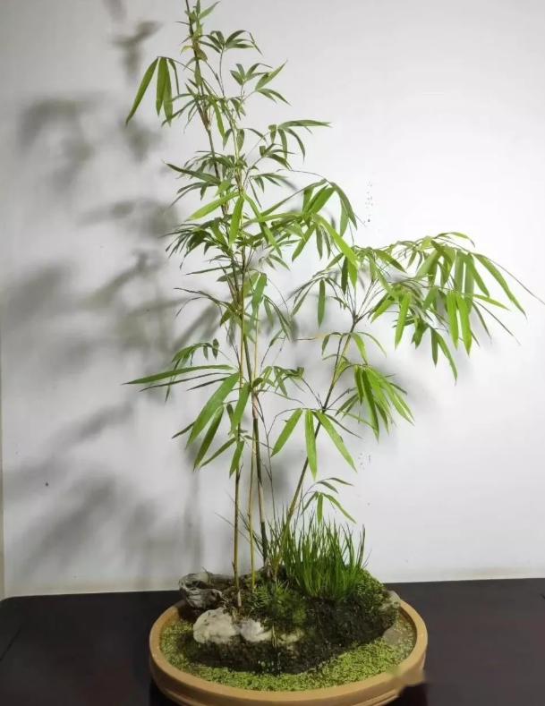 家有雅室,养一盆竹盆景