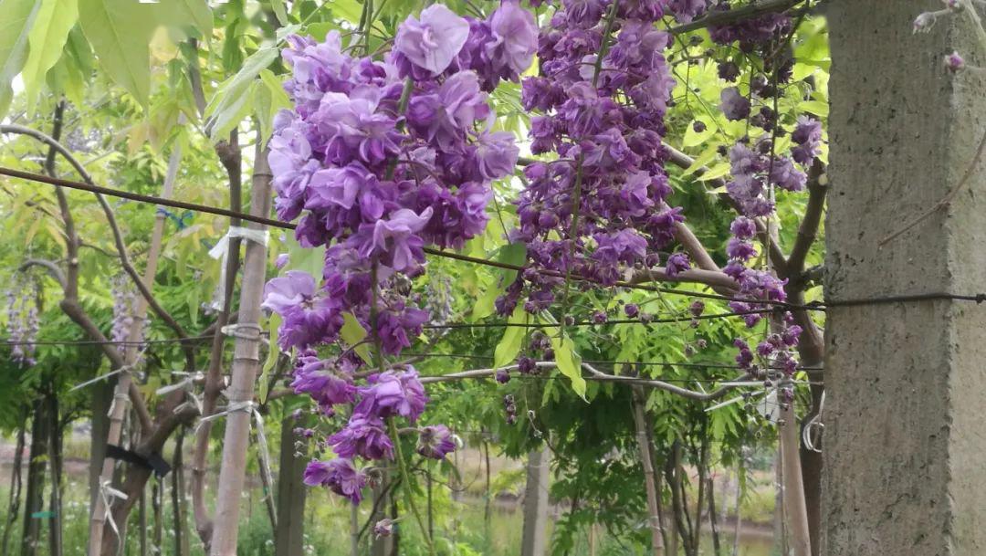 绝对网红!有意境,有故事的长穗花紫藤(海量照片)