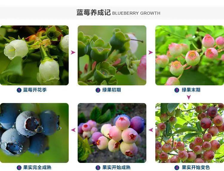 从枝头鲜到舌尖爆浆多汁的蓝莓来了你确定不尝尝