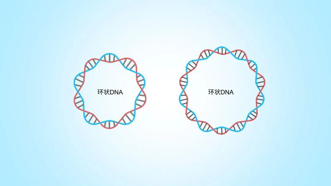 环状dna的画法球棍型