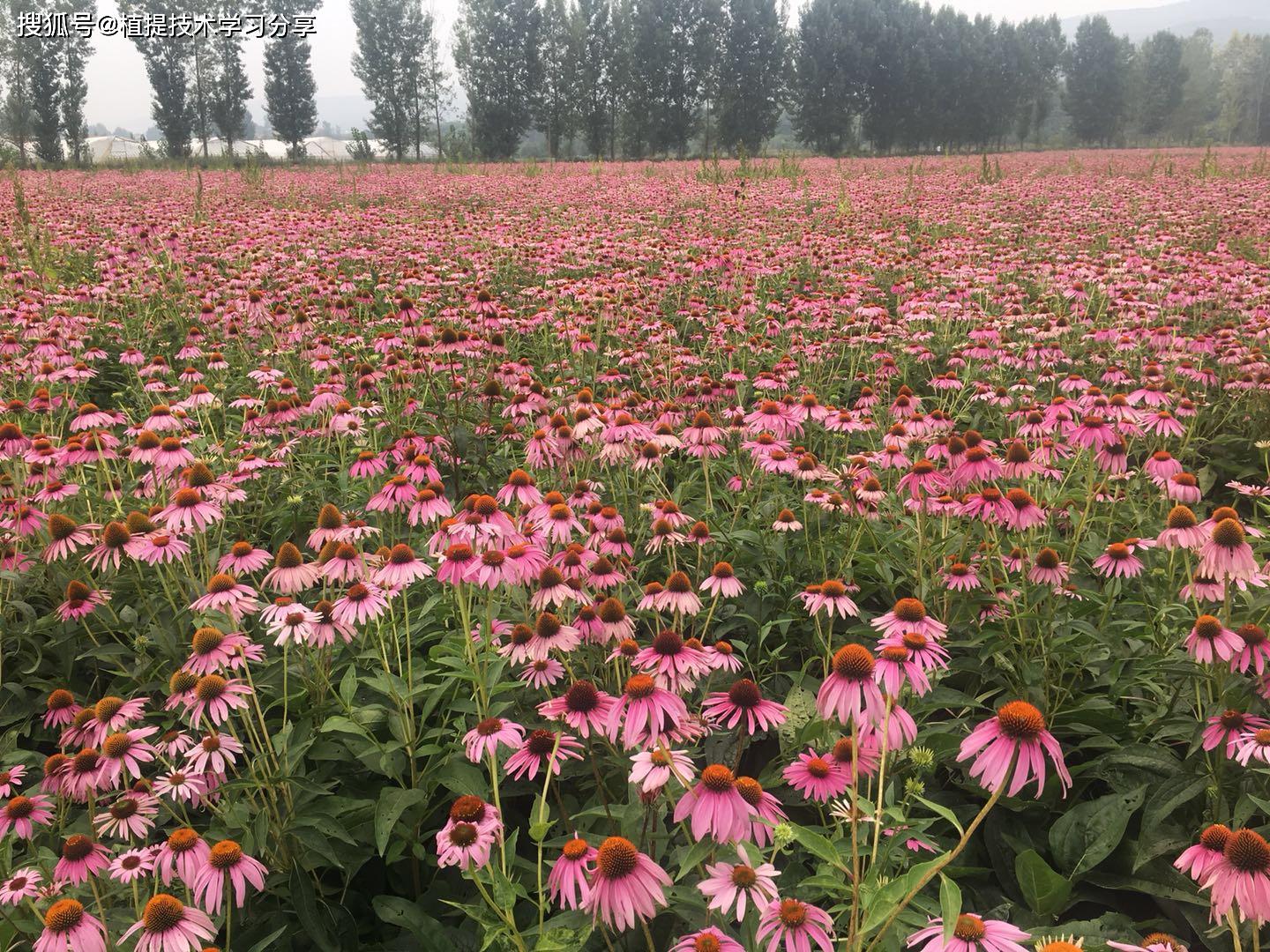 紫锥菊提取物产品解读