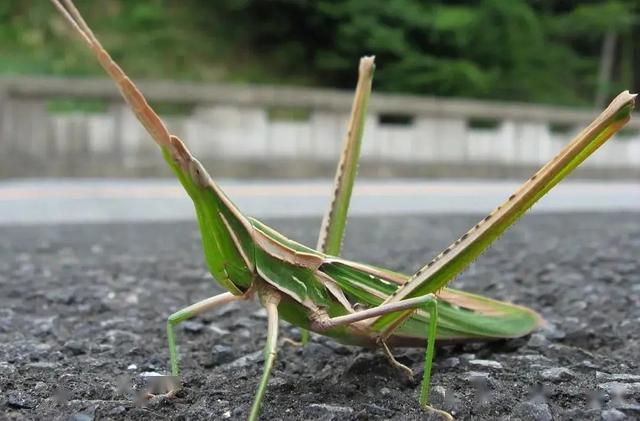 严防沙漠蝗传入保护农林生产安全