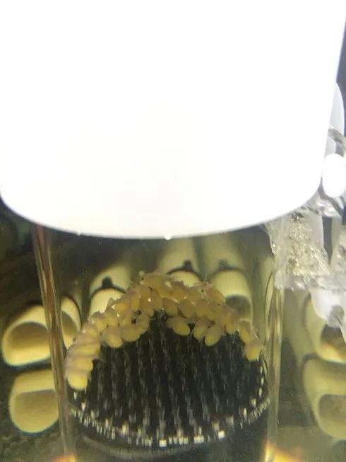 繁殖技巧黄金斑马饲养选购繁殖