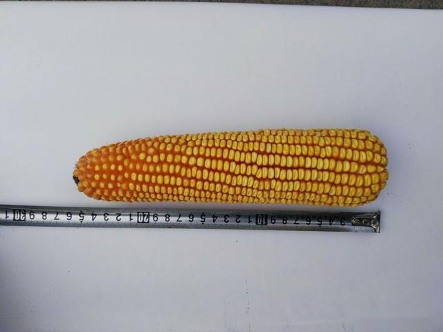 这个超大棒玉米新品种棒长8寸多棒粗6厘米平均亩产8069公斤