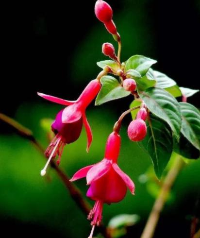 倒挂金钟日常养护越夏越冬注意事项