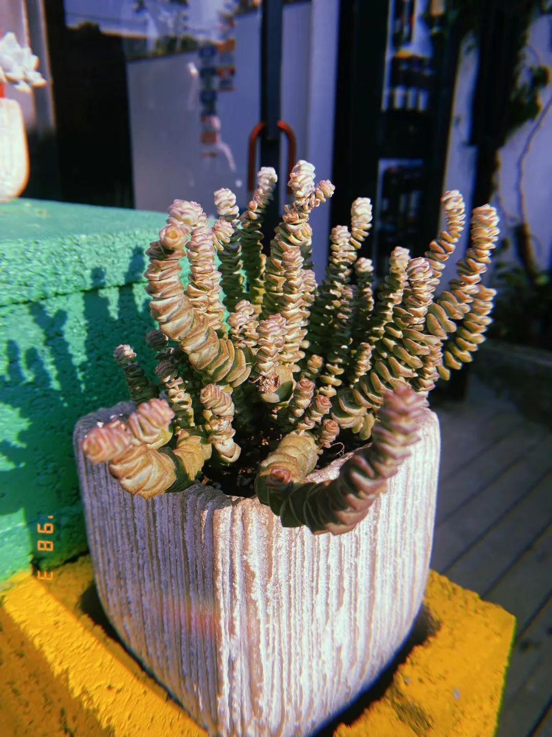 多汁的小可爱——多肉