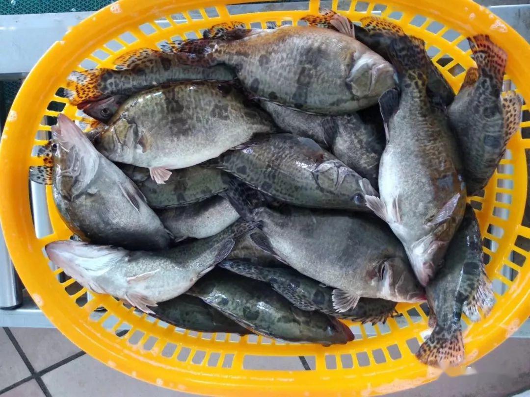 本周,鳜鱼价格一度持续低迷,广东中桂比例高的统货低至19元/斤,排卵后
