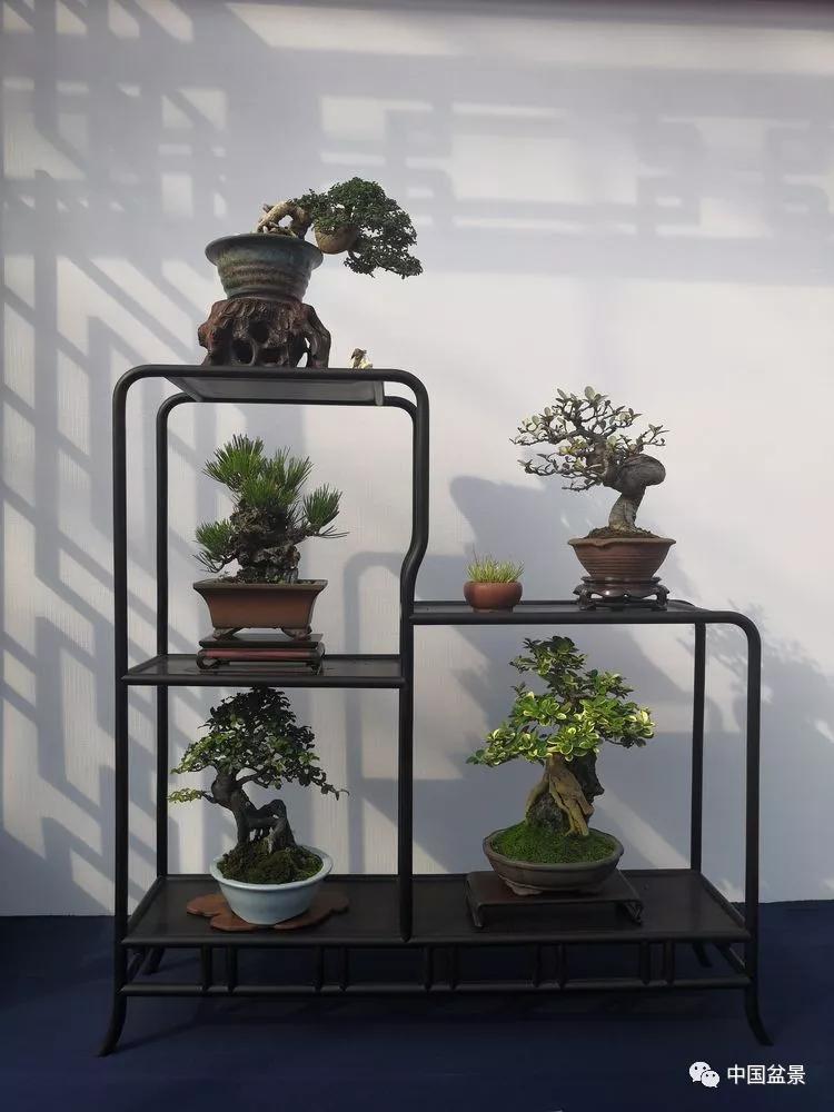 小微型盆景组合布局的策略