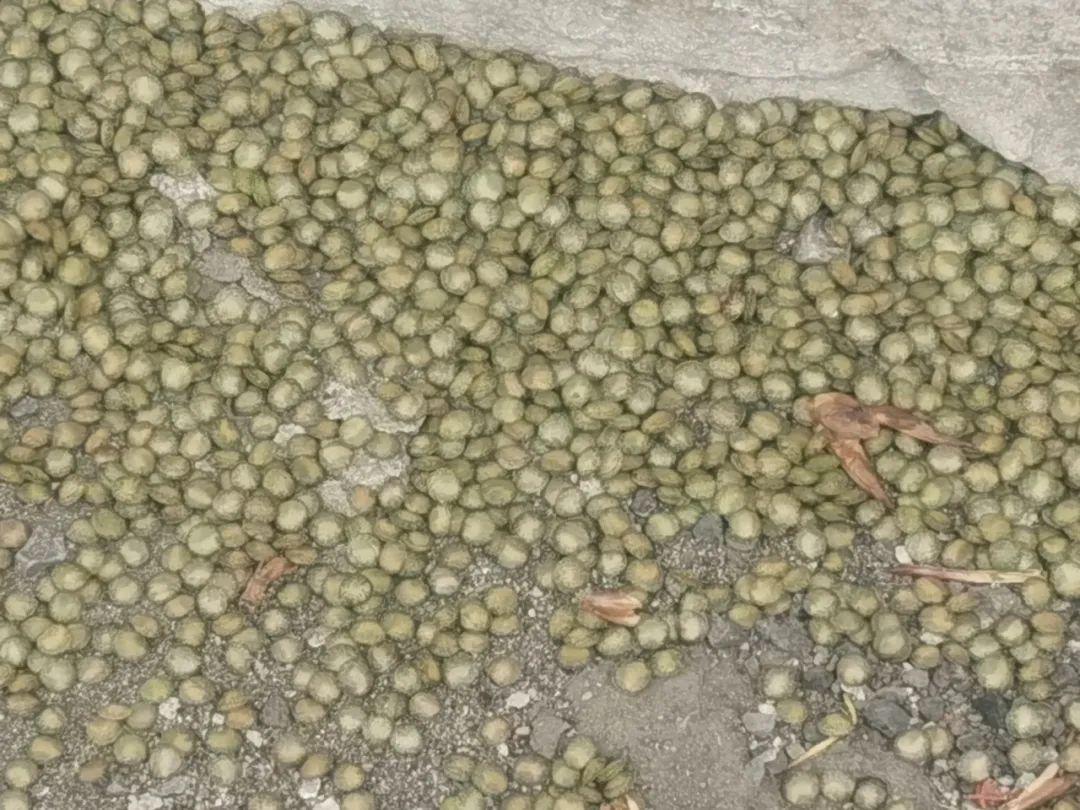 记者走近观察发现,黄绿色的小虫子在地上跳来跳去,时不时发