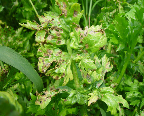 芹菜根结线虫有啥症状了解芹菜根结线虫的危害线翘翘防治芹菜根结线虫