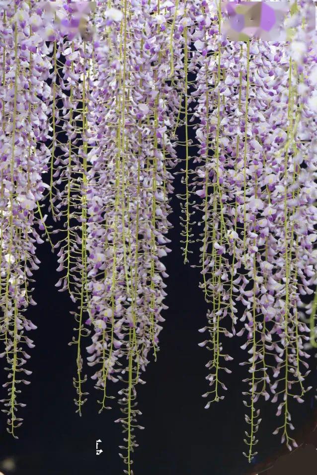 绝对网红!有意境,有故事的长穗花紫藤(海量照片)