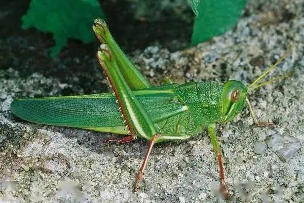 严防沙漠蝗传入保护农林生产安全