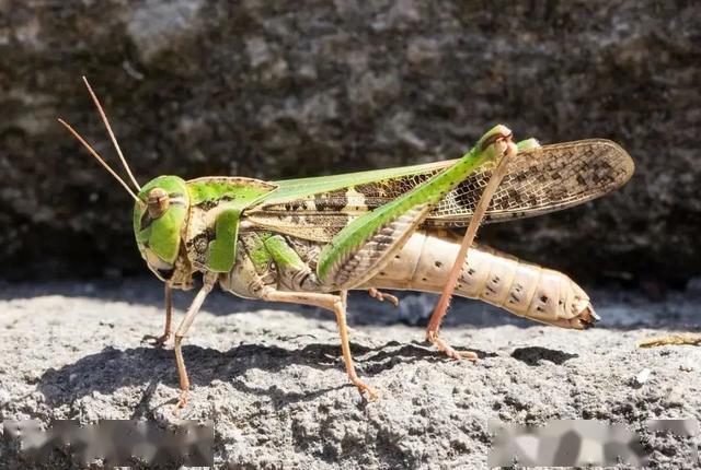 严防沙漠蝗传入保护农林生产安全