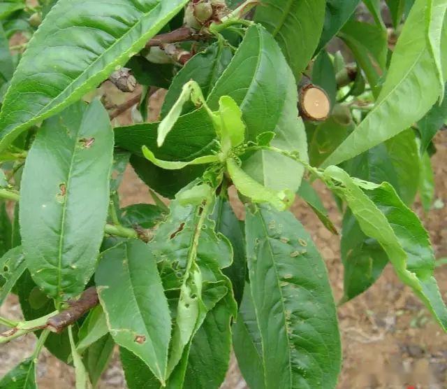 绿盲蝽最新防治方法,用一次管30天,苹果,葡萄等果树幼果安全啦_危害