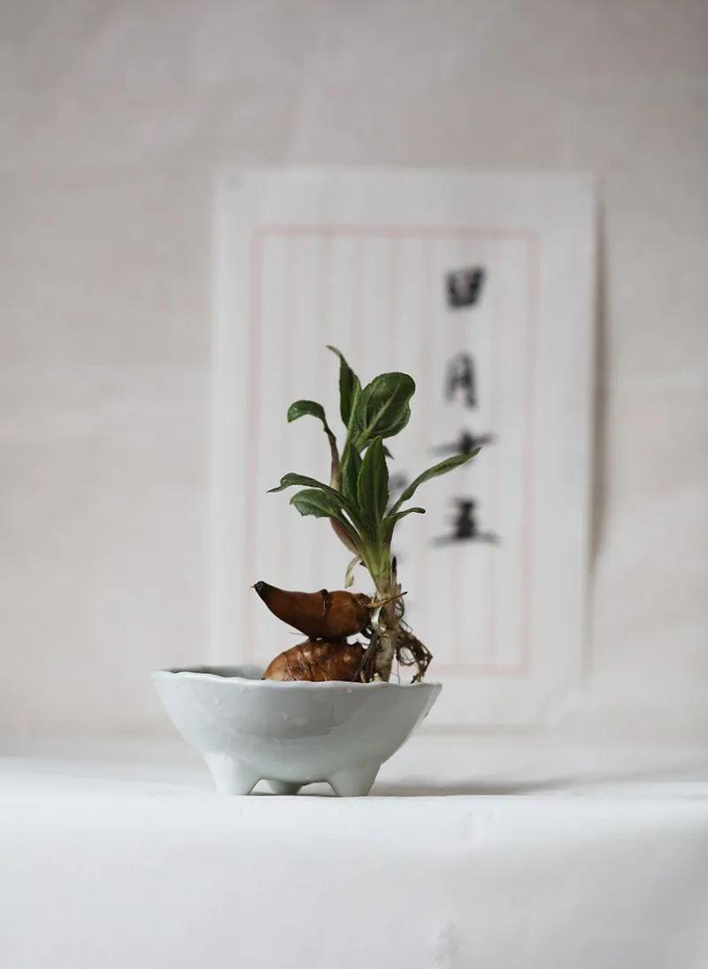 燎原花材:洋姜芽洋姜莫名其妙地在去年种空心菜的地块劈里啪啦地发芽