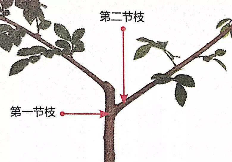 修剪盆景的入门技巧图片