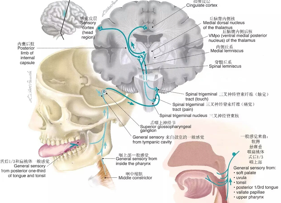 舌咽神经走行分布图图片