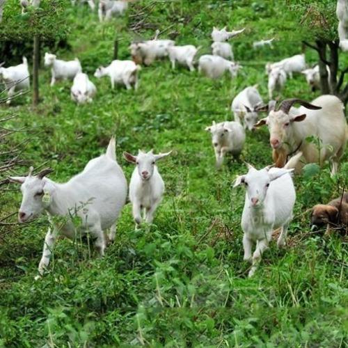 喜讯 陕西关中奶山羊产业研究院在宝鸡陇县揭牌成立