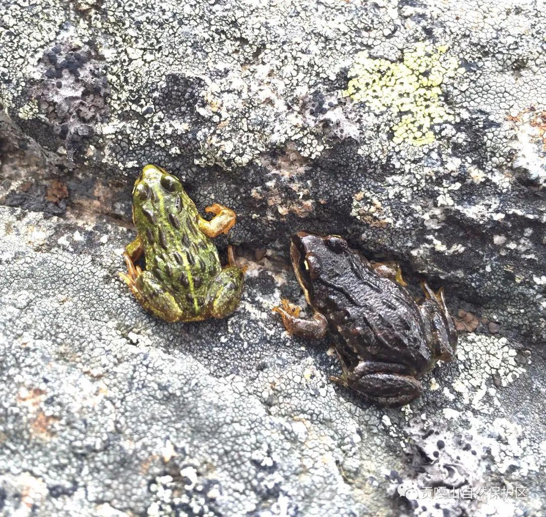 它们吸盘的附着力超过湍蛙,因此擅长攀缘树木