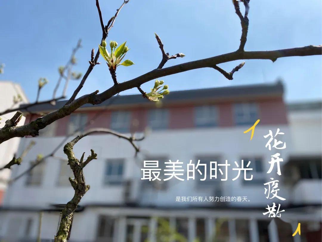 蜜61家园种一抹绿色花开疫散