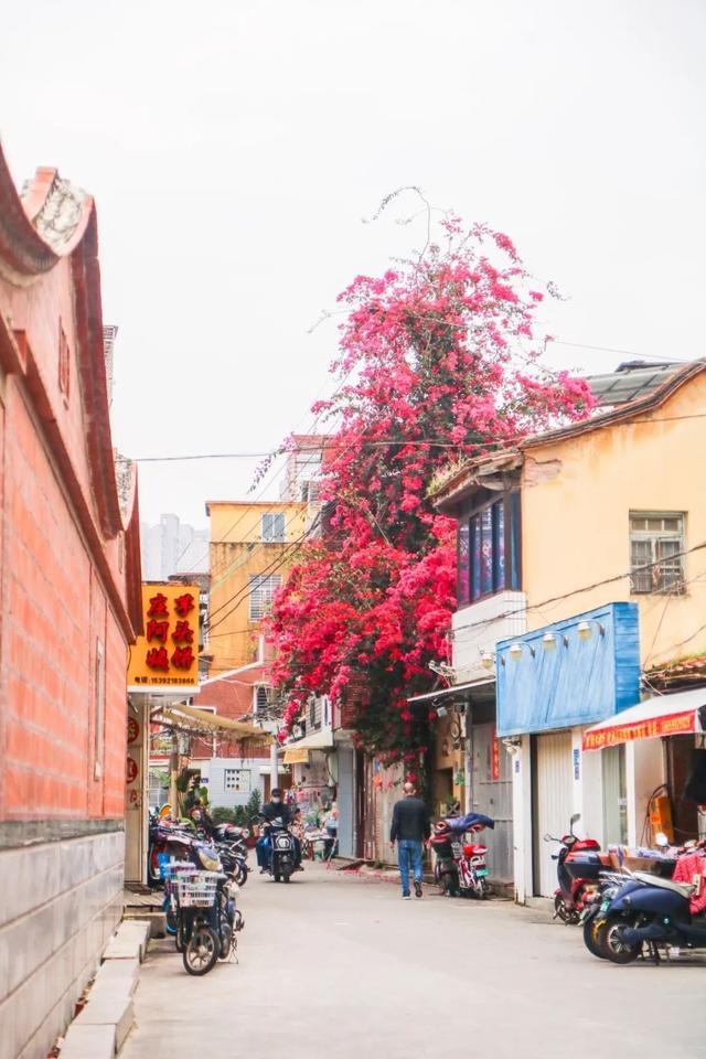久违了,琅琅书声的桂坛巷,还有美食!