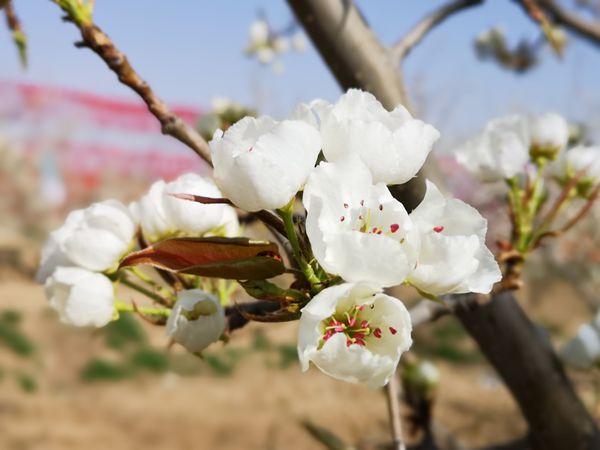 关桥梨花始盛开海原邀您云赏花