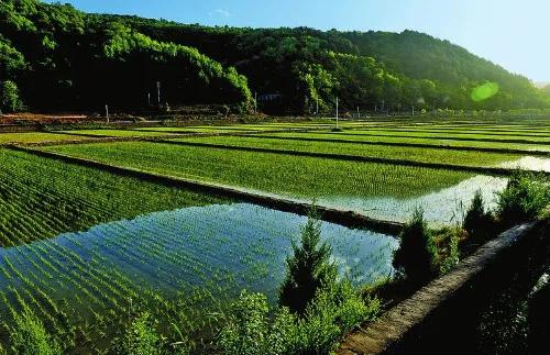 带您走进陕北黄土高原,领略红色革命文化奇迹_延安