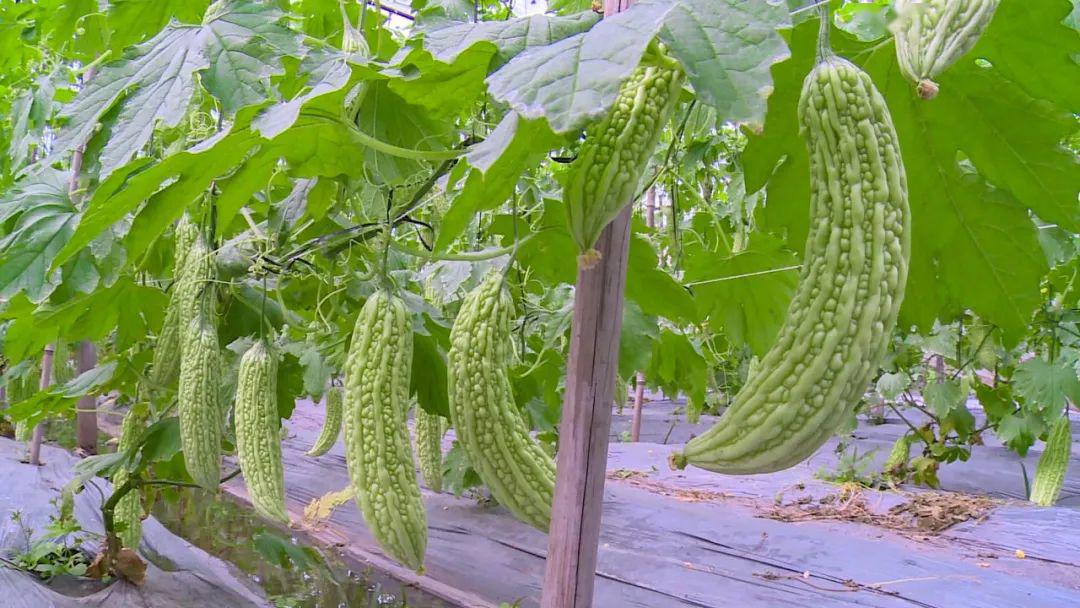 不愁销峨眉4000亩春季大棚蔬菜进入销售旺季