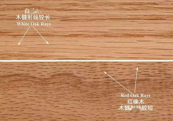 橡木木射线图片