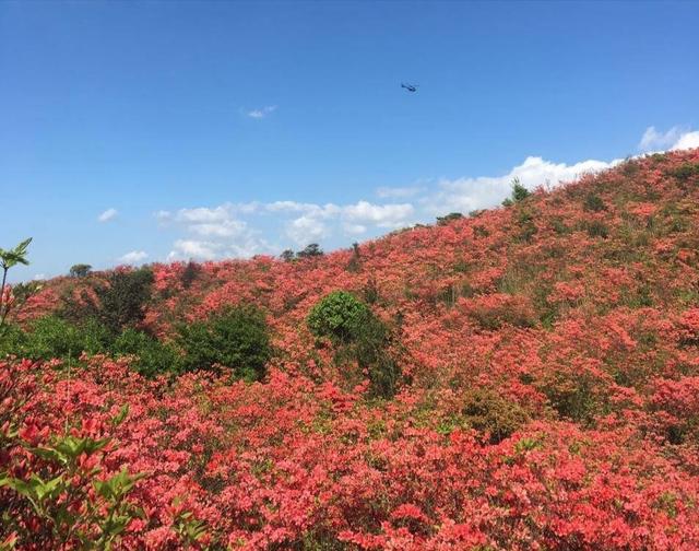 一到四月底长沙这里的万亩野生杜鹃花让人为之倾倒