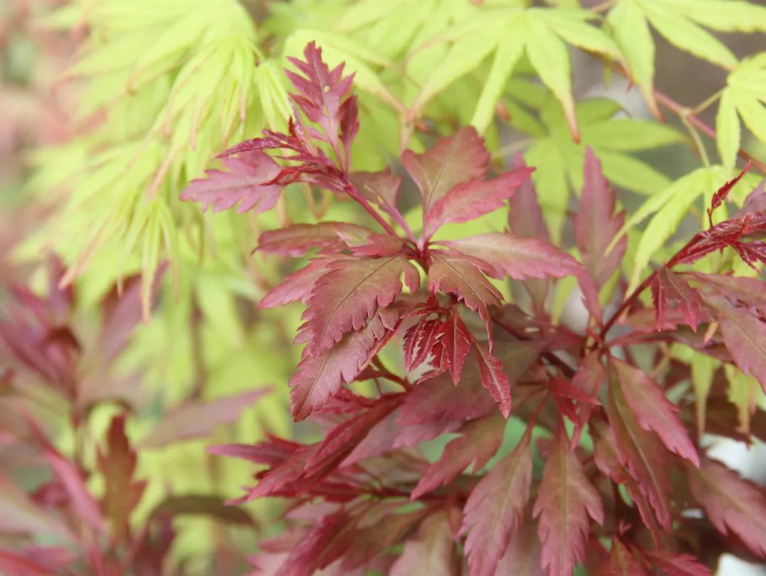 浮云"鸡爪槭"蝴蝶"鸡爪槭"金贵"鸡爪槭"金羽衣"鸡爪槭"血红"鸡爪槭"