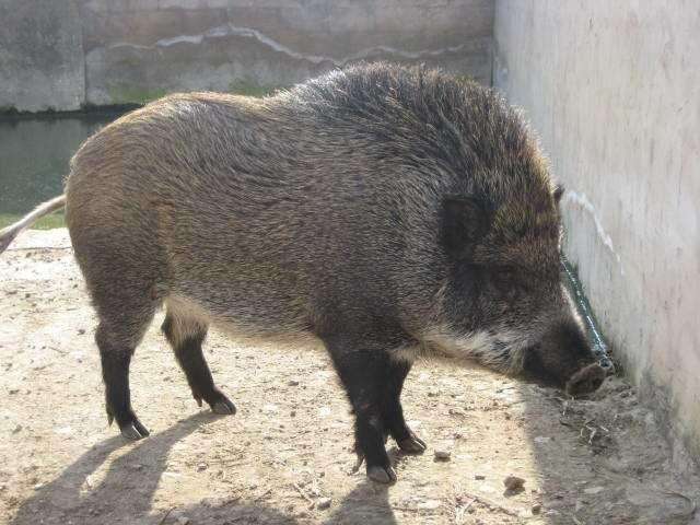 野猪对农田到底有多大的危害老农控诉看到糟蹋庄稼也不敢上前