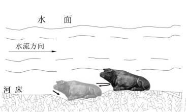 原创河中石兽中说重物掉入河中是往上游走为什么有科学依据吗