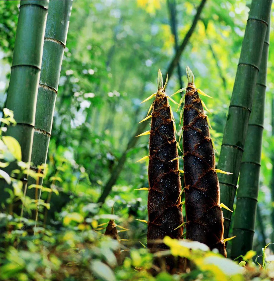 徜徉春日竹海,感受竹韵悠悠